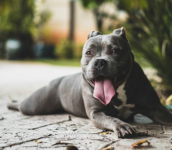 Company dog in outdoor setting